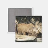 Schlafende Rhino Magnet (Vorderseite/Rückseite)