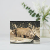 Schlafende Rhino Postkarte (Stehend Vorderseite)