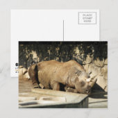 Schlafende Rhino Postkarte (Vorne/Hinten)
