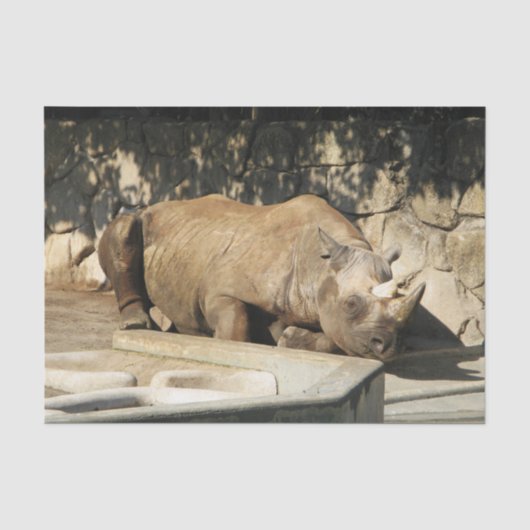Schlafende Rhino Seidenpapier (Vorderseite)
