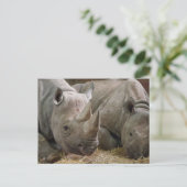 Schlafende Rhinos Postcard Postkarte (Stehend Vorderseite)