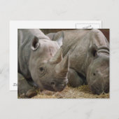 Schlafende Rhinos Postcard Postkarte (Vorne/Hinten)