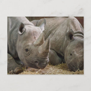 Schlafende Rhinos Postcard Postkarte
