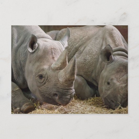 Schlafende Rhinos Postcard Postkarte (Vorderseite)