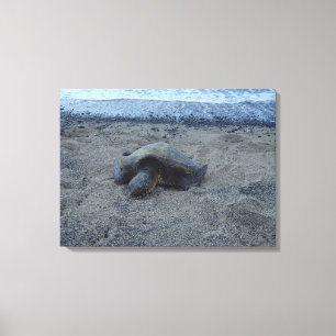 Schlafende Sandschildkröte Kiholo Bay Hawaii Leinw Leinwanddruck