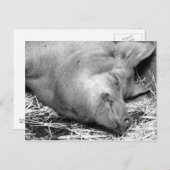 Schlafende Schweinchen Schwarz/Weiß Foto Postkarte (Vorne/Hinten)