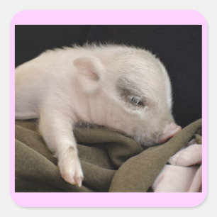 Schlafende Schweinekleber Quadratischer Aufkleber