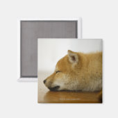 Schlafende Shiba-ken 3 Magnet (Vorderseite/Rückseite)