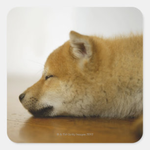 Schlafende Shiba-ken 3 Quadratischer Aufkleber