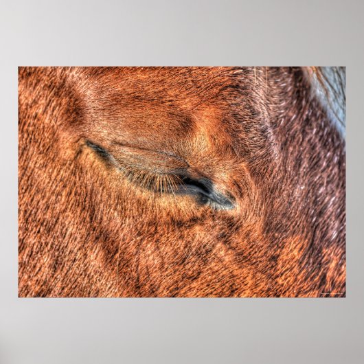 Schlafende Sorrel Horse Eye and Lashes Foto Poster (Vorne)