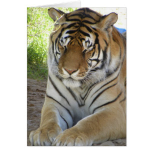 Schlafende Tigerkarte (v)