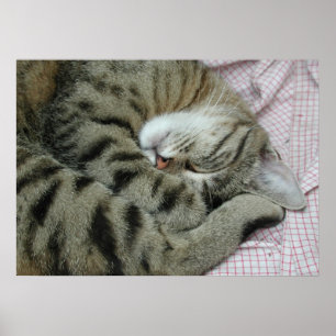 Schlafende Tigerkatze Poster