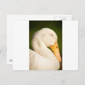 Schlafende Weiße Ente Postkarte (Vorne/Hinten)