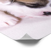 Schlafende Welpen mit Korgi Poster (Ecke)