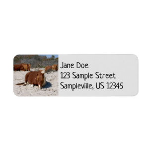 Schlafende wilde Ponys im Assateague National Park