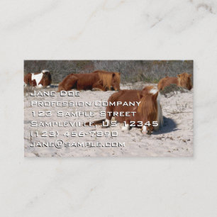 Schlafende wilde Ponys im Assateague National Park Visitenkarte