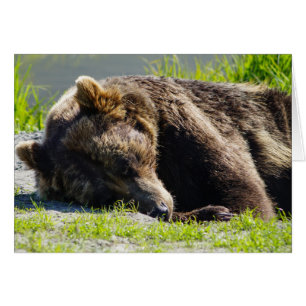 Schlafender Alaska-Grizzlybär