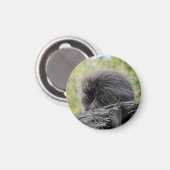 Schlafender Baumstachler Magnet (Vorderseite/Rückseite)