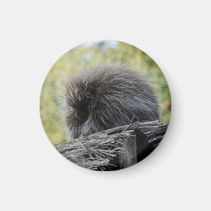 Schlafender Baumstachler Magnet