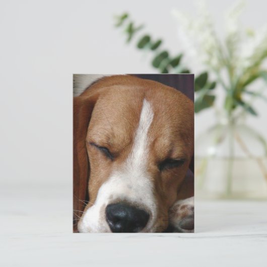 Schlafender Beagle Postkarte (Stehend Vorderseite)
