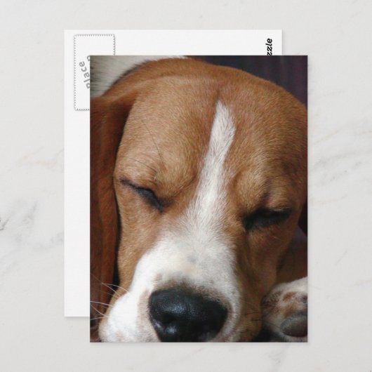 Schlafender Beagle Postkarte (Vorne/Hinten)
