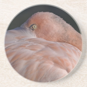 Schlafender Flamingo-Achterbahn Untersetzer