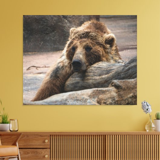 Schlafender Grizzlybär gestreckter Leinwanddruck (Insitu (Wohnzimmer))