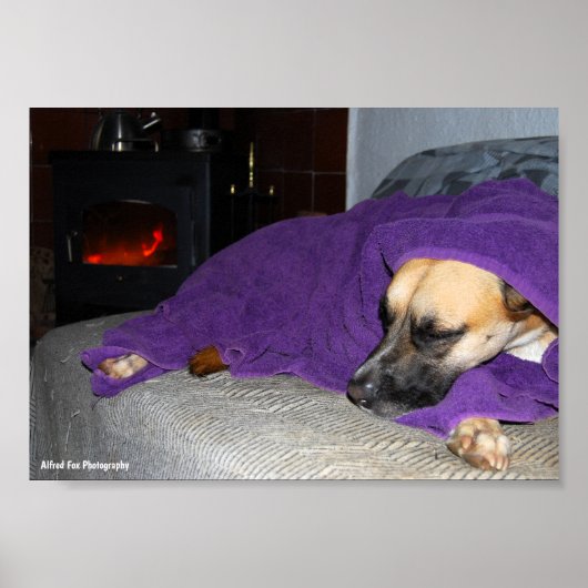 Schlafender Hund am Kamin Poster (Vorne)