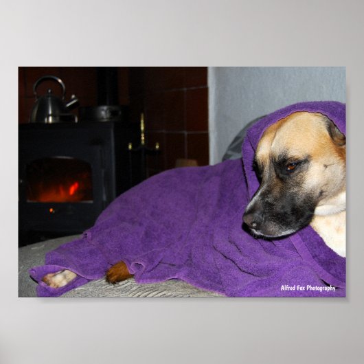 Schlafender Hund am Kamin Poster (Vorne)