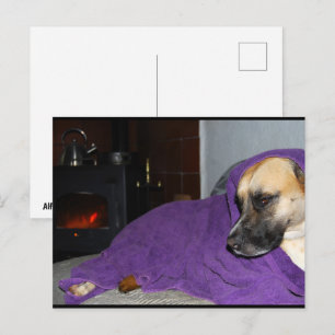 Schlafender Hund am Kamin Postkarte