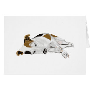 Schlafender Jack Russell