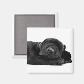 Schlafender Labrador Magnet (Vorderseite/Rückseite)