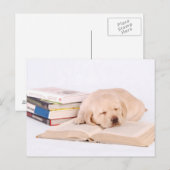 Schlafender Labrador Postkarte (Vorne/Hinten)