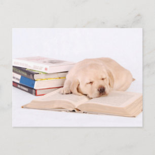 Schlafender Labrador Postkarte