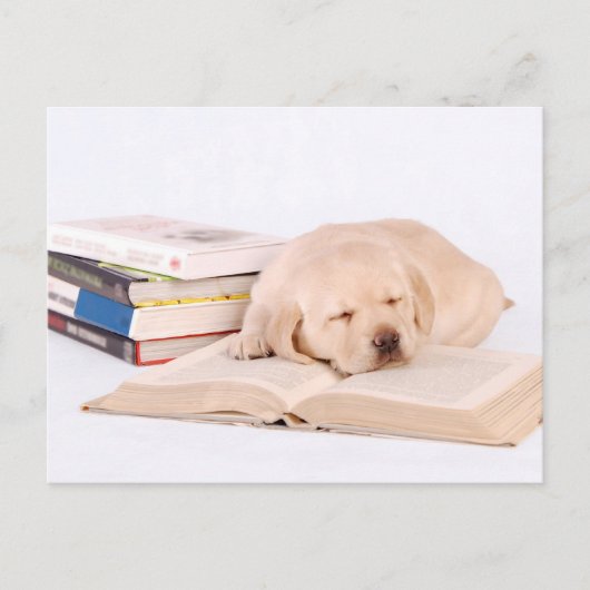 Schlafender Labrador Postkarte (Vorderseite)