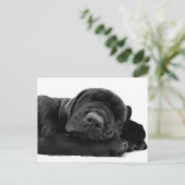 Schlafender Labrador Postkarte (Stehend Vorderseite)