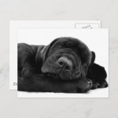 Schlafender Labrador Postkarte (Vorne/Hinten)