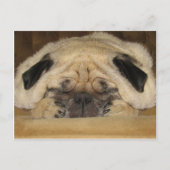 Schlafender Mops Postkarte (Vorderseite)