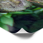 Schlafender Schimpanse auf einer Holzplattform Poster (Ecke)