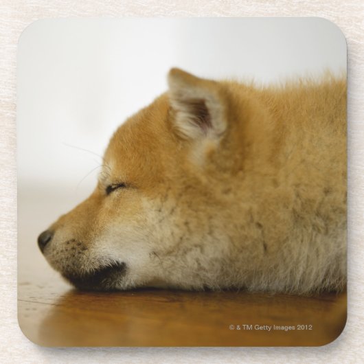 Schlafender Shiba-Ken 2 Untersetzer (Vorderseite)