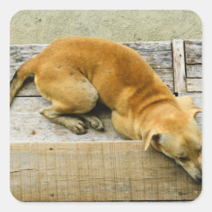Schlafender Straßenhund in Thailand Quadratischer Aufkleber