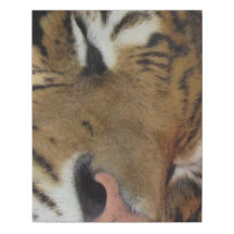 Schlafender Tiger