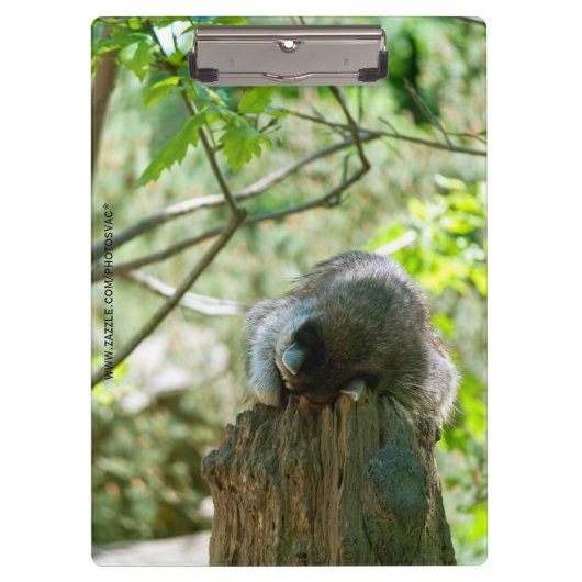Schlafender Waschbär-Aufkleber Klemmbrett (Vorderseite)