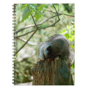 Schlafender Waschbär-Aufkleber Notizblock