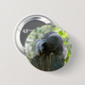 Schlafender Waschbär Pin Button (Vorne & Hinten)
