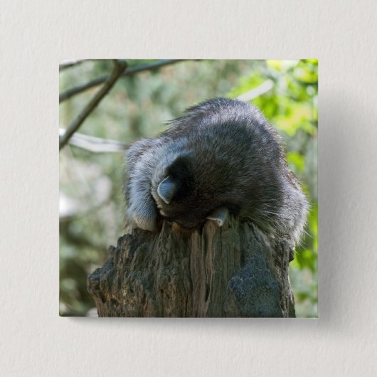 Schlafender Waschbär Pin Button (Vorderseite)
