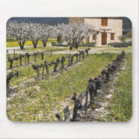 Schlafender Weinberg, Frucht blüht, Steinhaus,