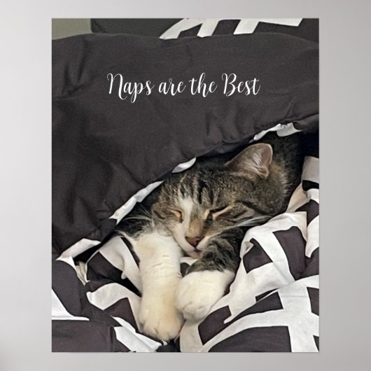 Schlafendes Katze Poster (Vorne)