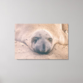 Schlafendes Siegel Leinwanddruck