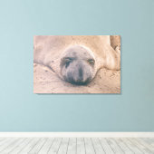 Schlafendes Siegel Leinwanddruck (Insitu (Holzboden))